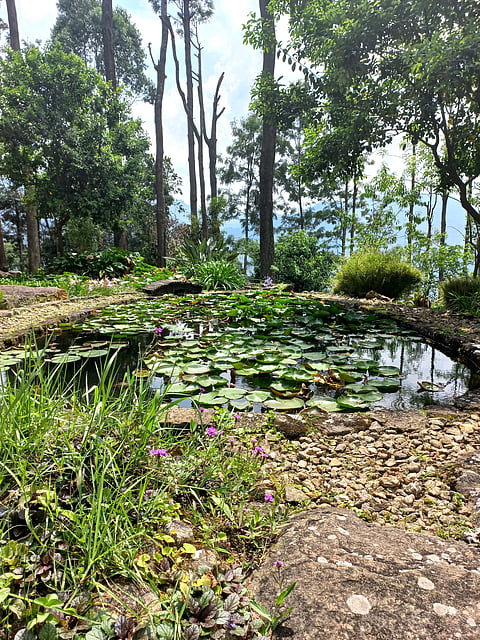 The Zen garden
